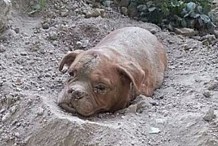 Il enterre sa chienne vivante: 8 mois de prison avec sursis